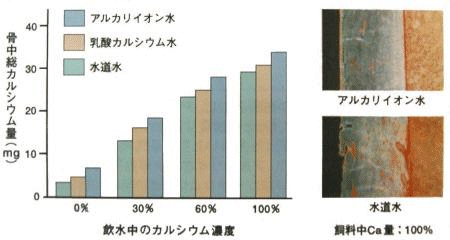 ラットによる骨生成の違い